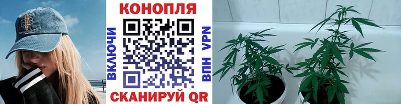 Купить закладки  Ленинск-Кузнецкий  МАРИХУАНА семена 